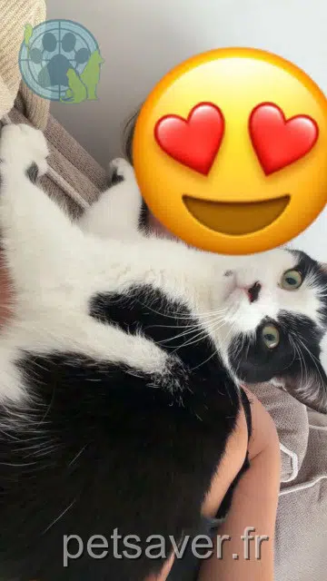 chatte reunited 59390 Lys-lez-Lannoy Filousse