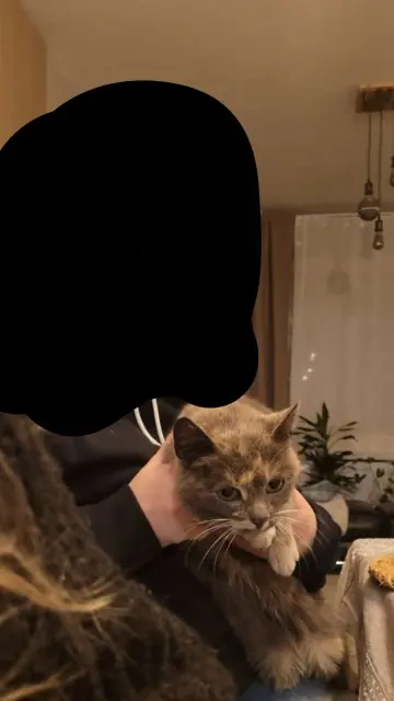 chatte reunited   59200 Tourcoing Filousse