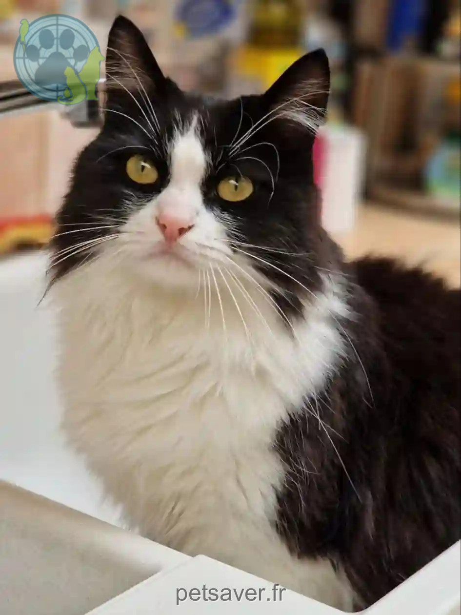 Chatte Perdue 59 Nord - Freya Chatte Perdue 59 Nord - Freya