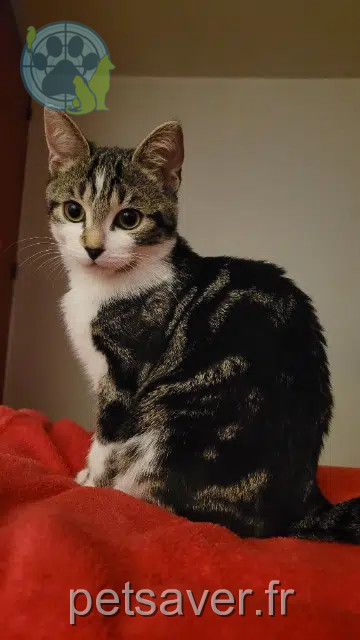 chatte reunited   59100 Roubaix Gabrielle
