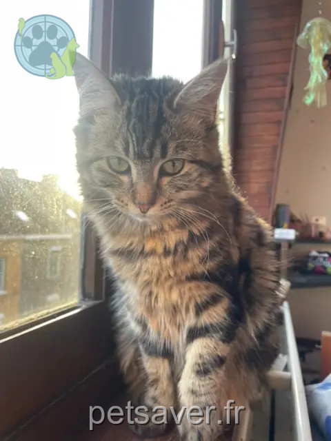 chatte reunited 59170 Croix Gaia
