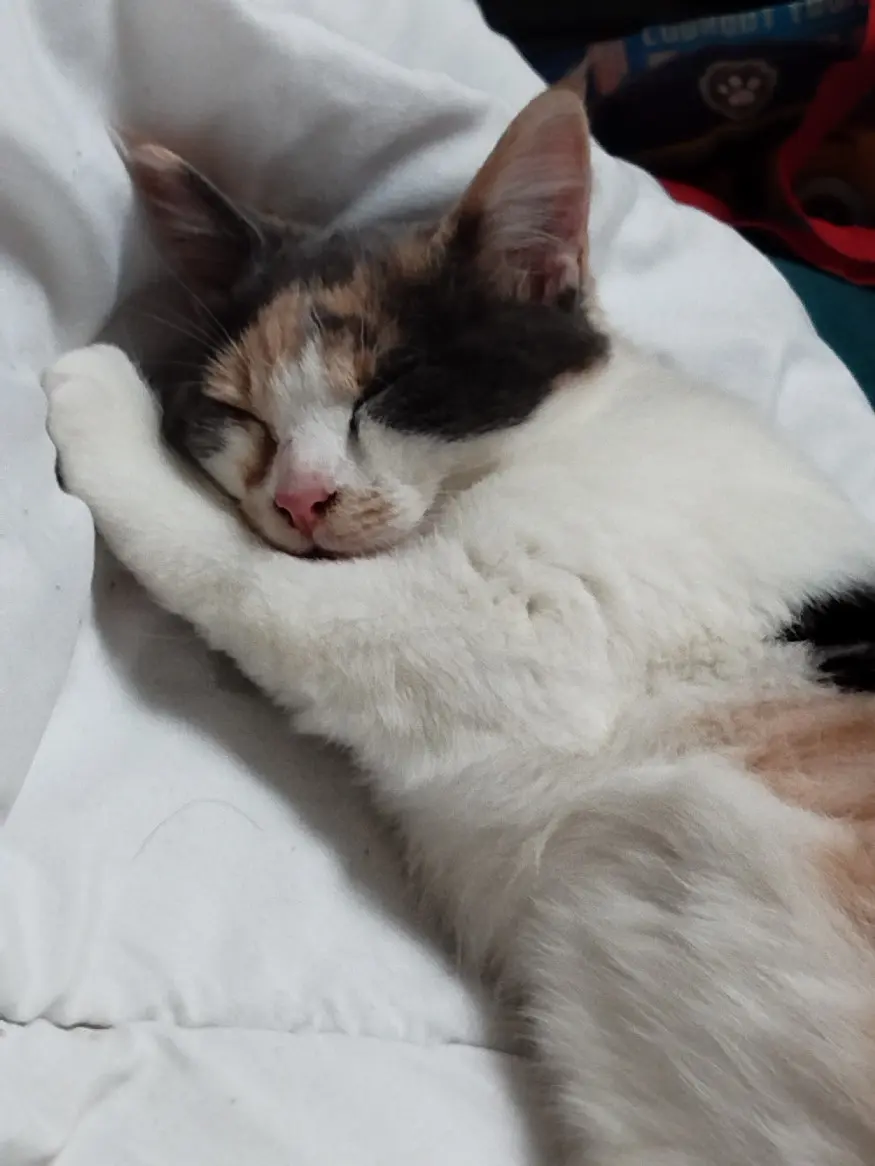 Chatte Perdue 59 Nord Chatte Perdue 59 Nord