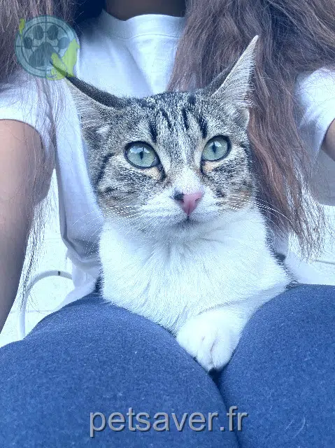 chatte reunited 59790 Ronchin Izumi