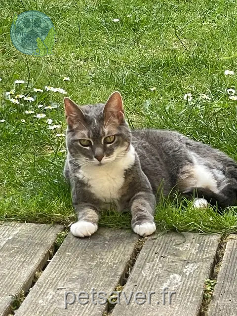 chatte reunited Villeneuve-d'Ascq Izzie