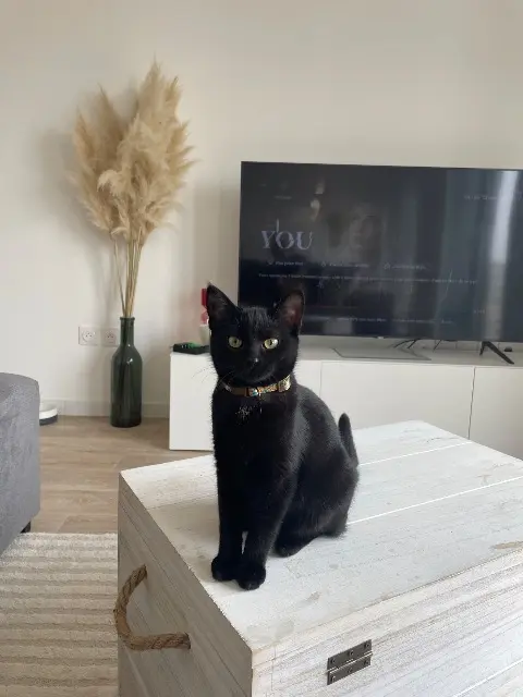 chatte reunited   59155 Faches-Thumesnil Joy