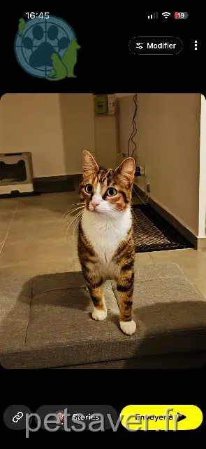 chatte reunited   59100 Roubaix Kia