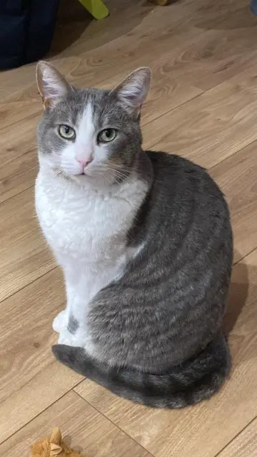 chatte reunited   59200 Tourcoing Kleo