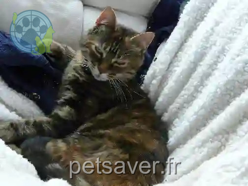 Chatte Trouvée 59 Nord Lille - Chanel Chatte Trouvée 59 Nord Lille - Chanel