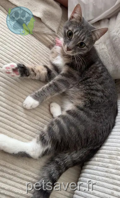 chatte reunited Lille Eyla