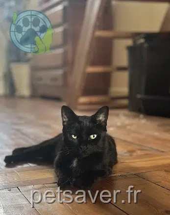 cat reunited Lille Ferry