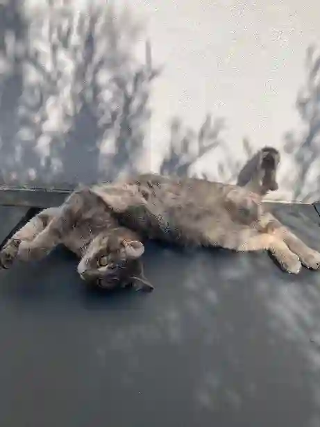 Chatte Trouvée 59 Nord Lille - Fizz Chatte Trouvée 59 Nord Lille - Fizz