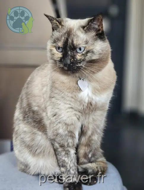 chatte reunited    Lille Greys