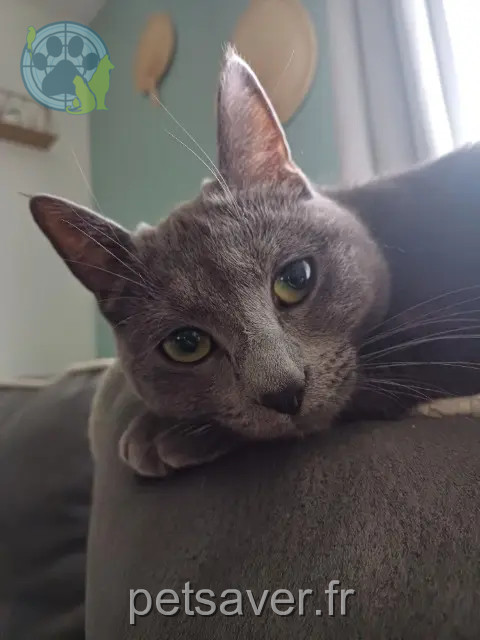 chatte reunited Lille Hope