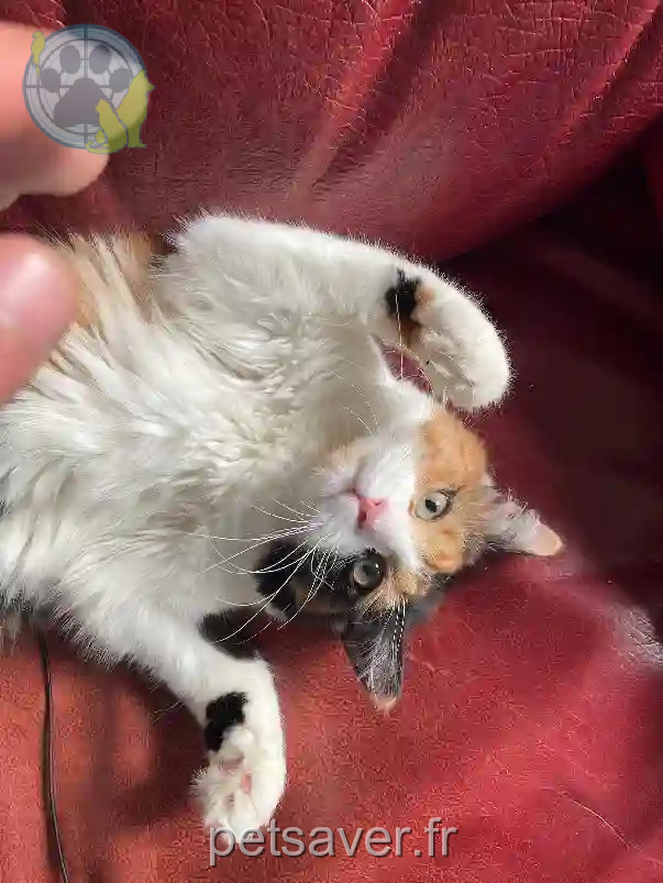 Chatte Trouvée 59 Nord Lille - Kara Chatte Trouvée 59 Nord Lille - Kara