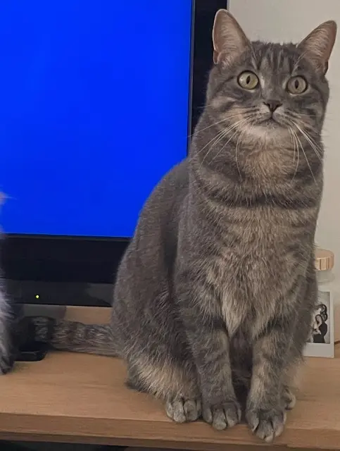 chatte reunited    Lille Minnie