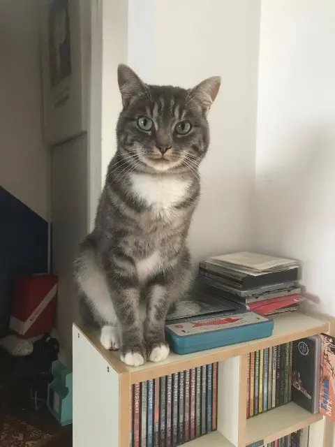 chatte reunited    Lille Niki