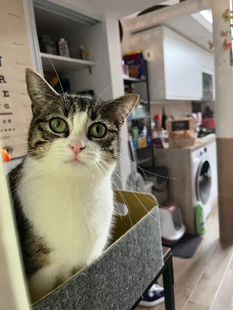 chatte reunited    Lille Sabre