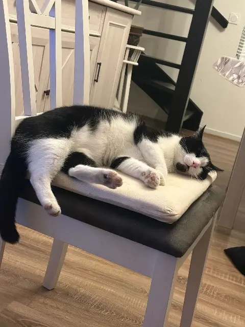 chatte reunited    Lille Seyu