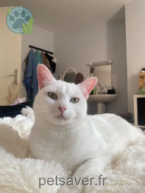 chatte reunited    Lille Swiffer