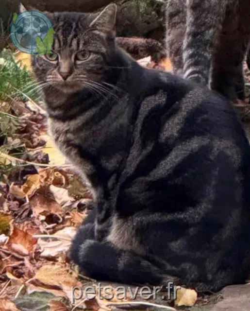 chatte reunited    Lille Telma