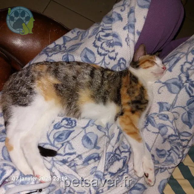 chatte reunited Lille Tiana