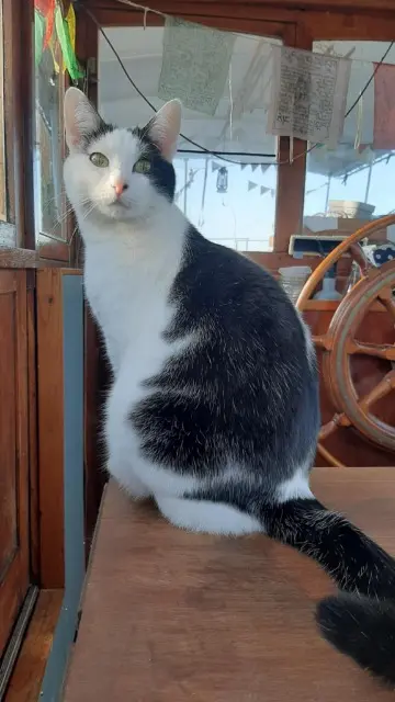 chatte reunited    Lille Tomoko