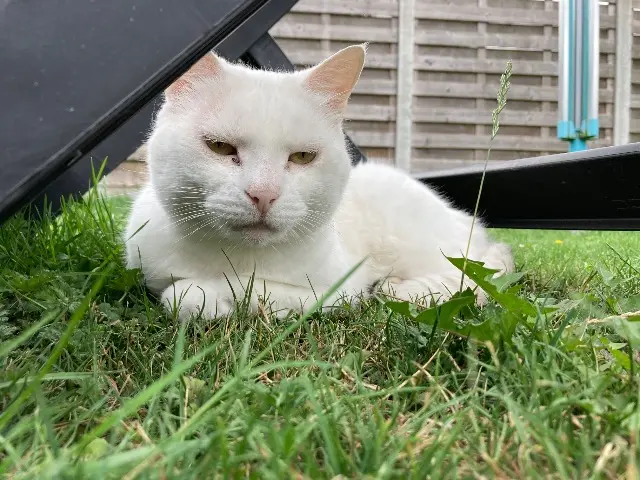 chatte reunited   59210 Coudekerque-Branche Linette