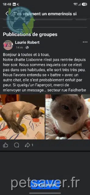 chatte reunited 59320 Emmerin Lisbonne