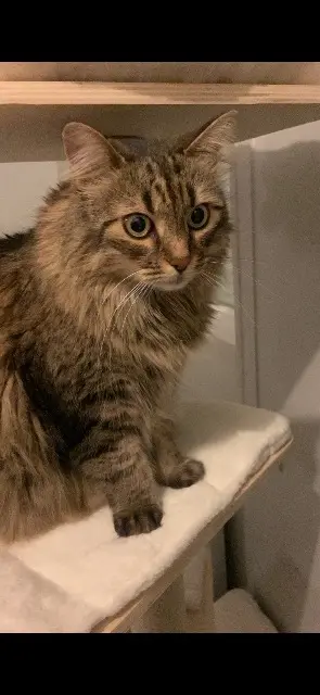 chatte reunited   59170 Croix Livia