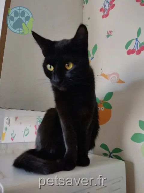 chatte reunited 59460 Jeumont Luna