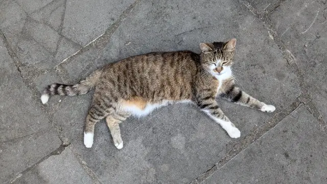 chatte reunited   59117 Wervicq-Sud Maïa