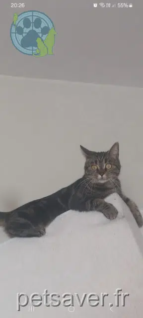 chatte reunited 59200 Tourcoing Milka