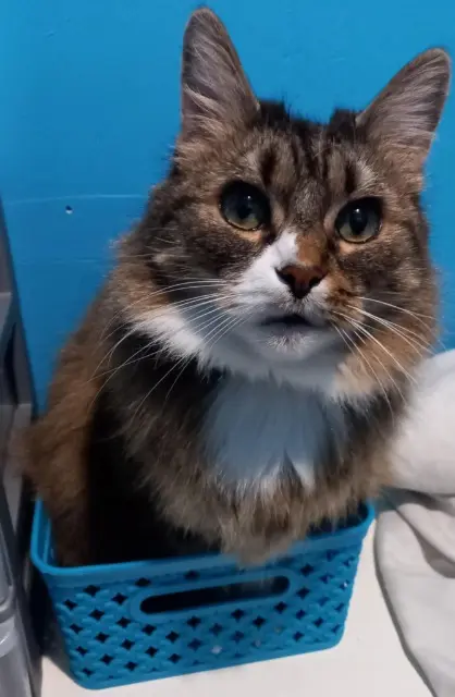 chatte reunited   59320 Haubourdin Minnie