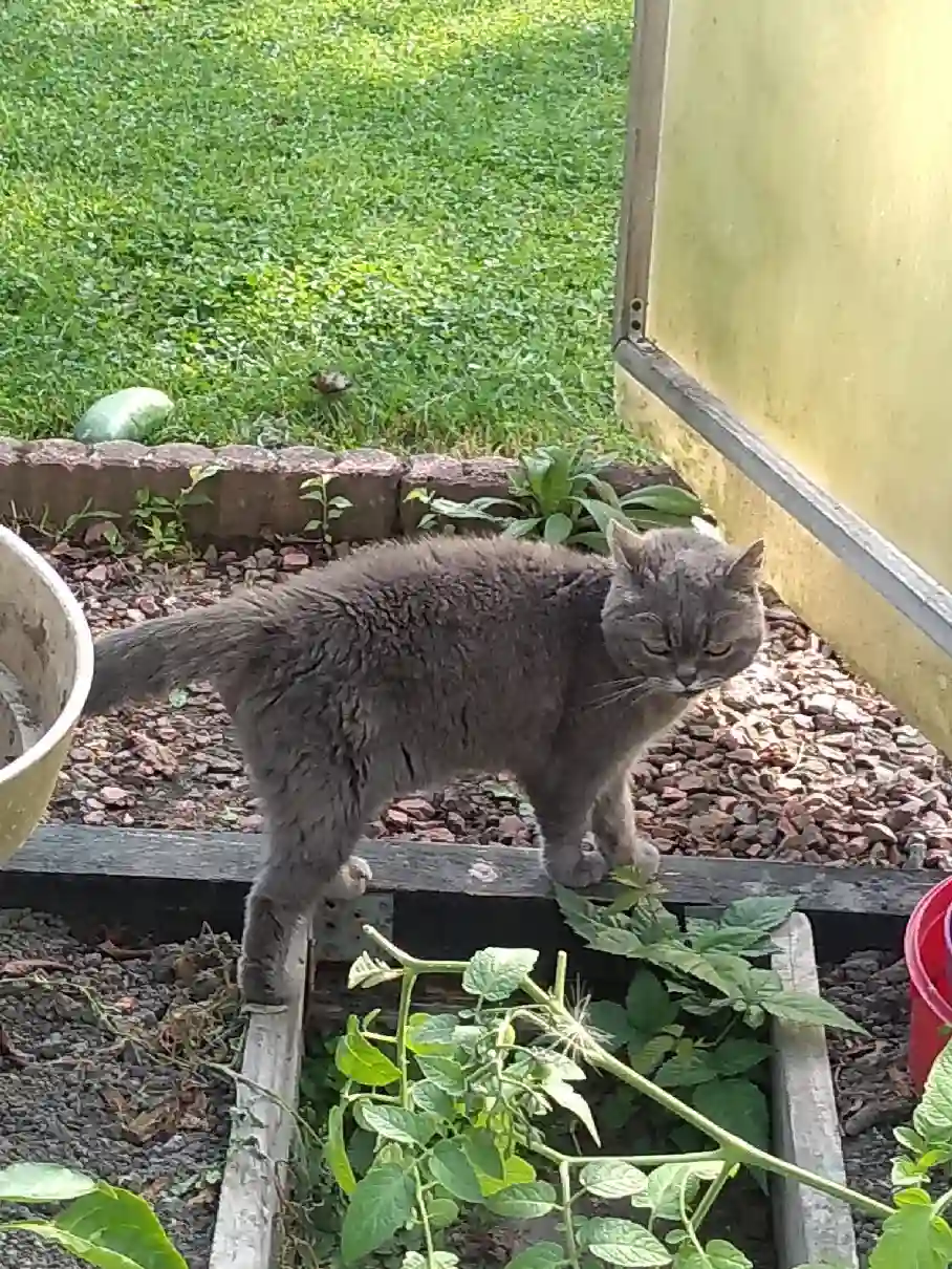Chatte Trouvée 59 Nord - Minouche Chatte Trouvée 59 Nord - Minouche