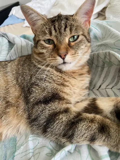 chatte reunited   59330 Boussières-sur-Sambre Mira