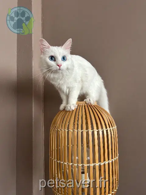 chatte reunited   59110 La Madeleine Miyuki
