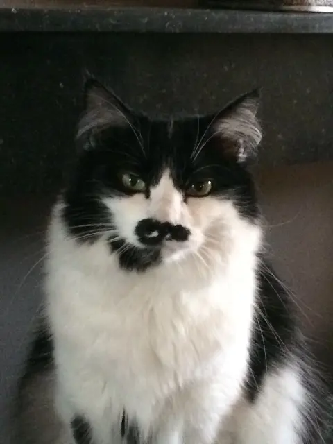 chatte reunited   59310 Auchy-lez-Orchies Moon