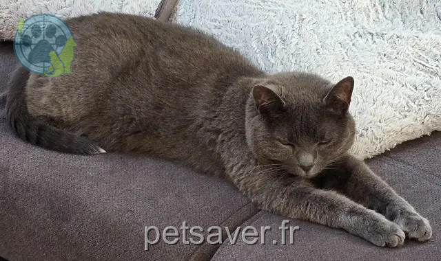 chatte reunited   59144 Wargnies-le-Petit Moumoune