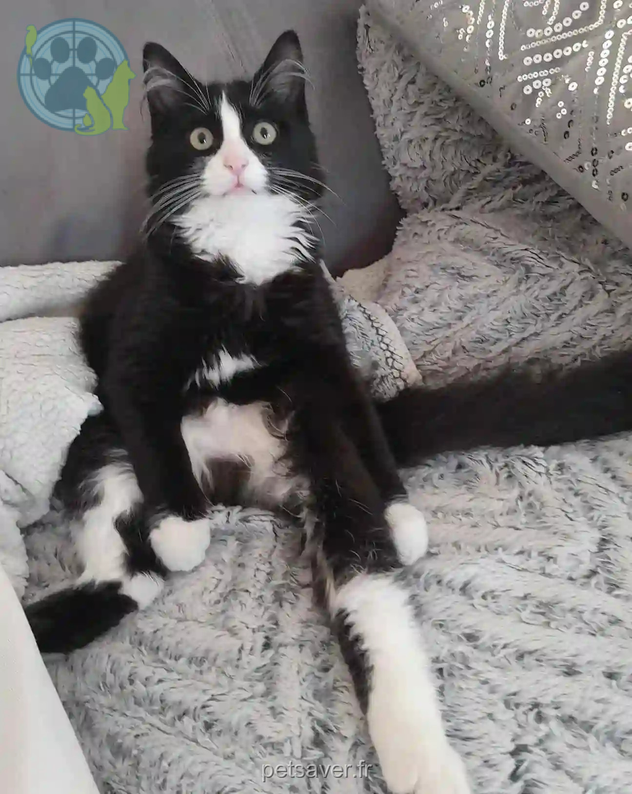 Chatte Perdue 59 Nord - Mozza Chatte Perdue 59 Nord - Mozza