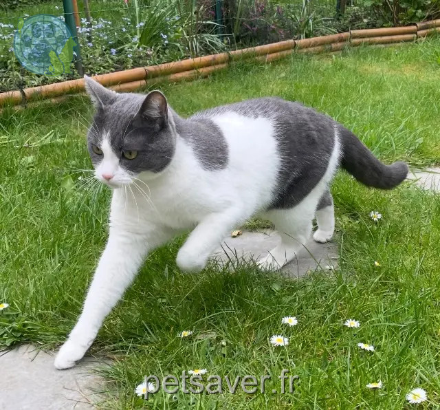 chatte reunited 59110 La Madeleine Nala