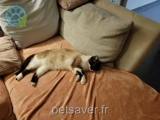 chatte reunited 59310 Beuvry-la-Forêt NALA