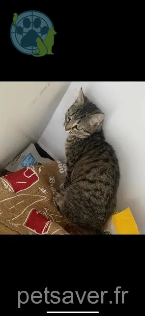 chatte reunited 59230 Saint-Amand-les-Eaux Naïa