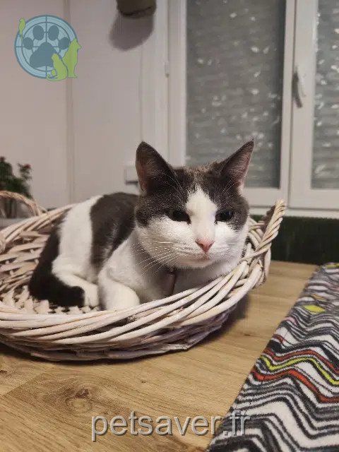 chatte reunited 59283 Raimbeaucourt Neliel