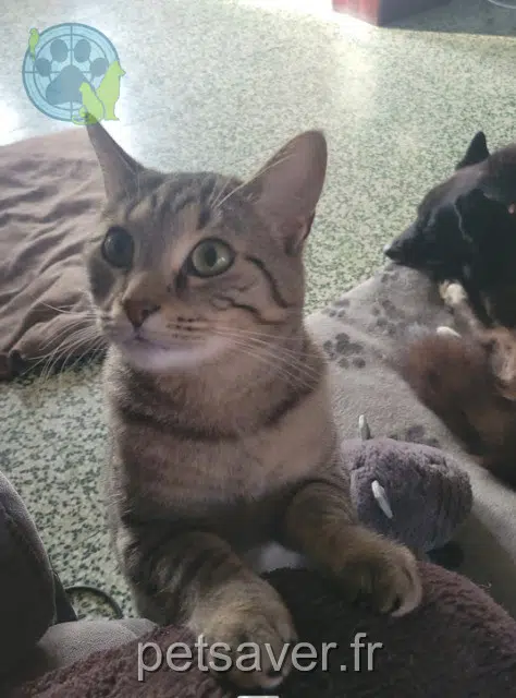 chatte reunited   59450 Sin-le-Noble Olympe