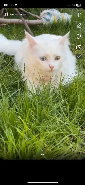 chatte reunited   59200 Tourcoing Plume