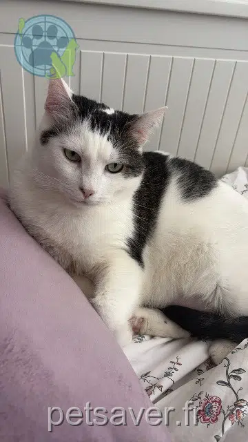 chatte reunited 59100 Roubaix Plume