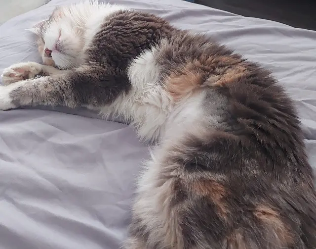 chatte reunited   59130 Lambersart popoune