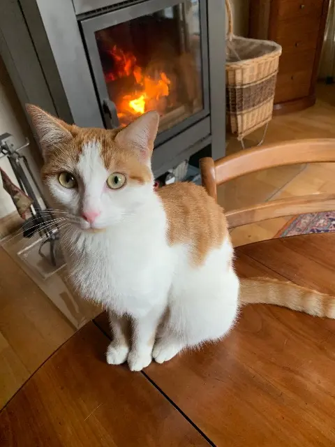 chatte reunited   59131 Rousies Poppy