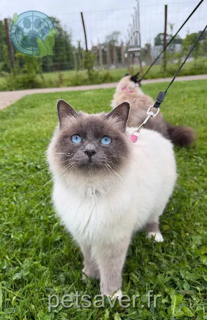 chatte reunited   59830 Cysoing Poppy