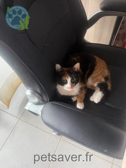chatte reunited   59491 Villeneuve-d'Ascq Princesse